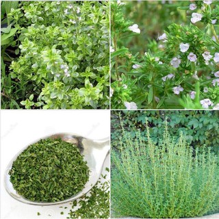 Hạt giống cỏ xạ hương (Thyme) - 100 hạt/gói