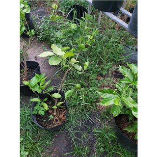 cây chanh bắc