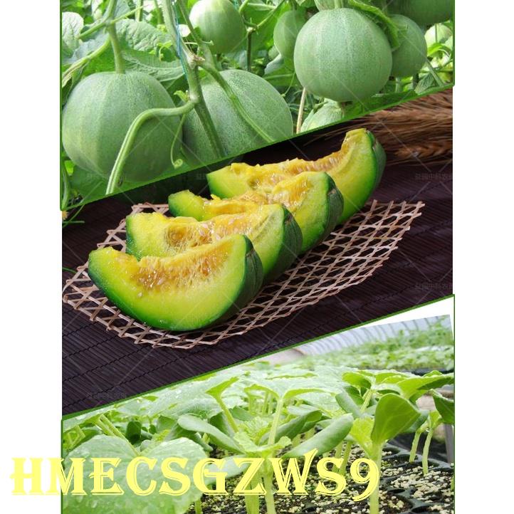 hạt giống dưa lê kim cô 20h