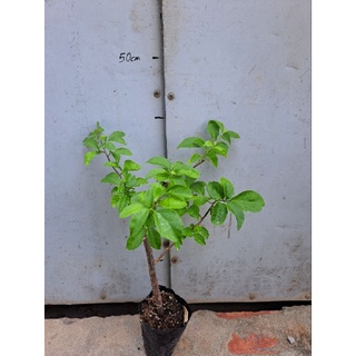 Hoa giấy Tím Tuyết(cây giống)
