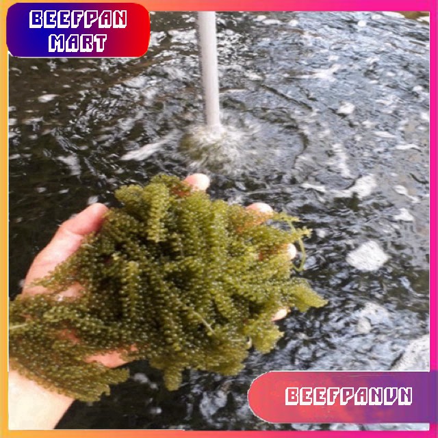 Combo 25 Bịch Rong Nho Tách Nước Khánh Hoà 25Gr + 1 Chai Mè Rang 210ml - Công Nghệ Tách Nước Tiêu Chuẩn Nhật Bản | BigBuy360 - bigbuy360.vn