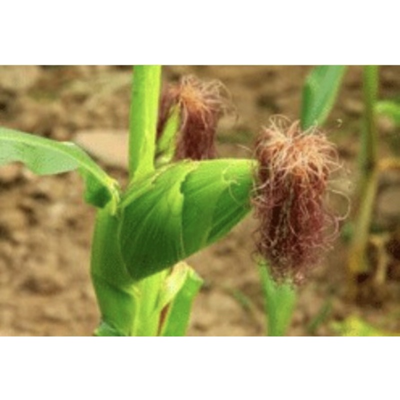 1Kg Râu ngô khô thơm sạch mới loại 1