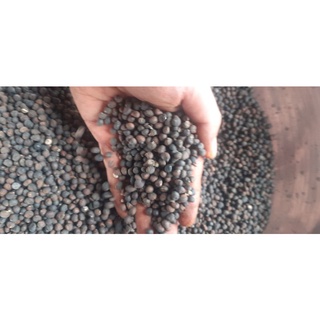 100gram hạt bông gòn giống