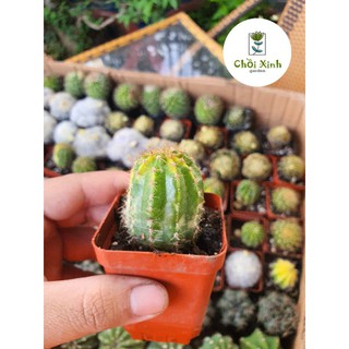 Xương rồng echino var