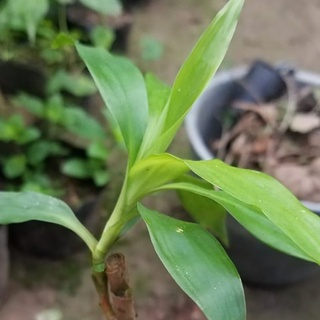 💙Cây sâm cau đỏ đa công dụng 🎉️🎉 BẢO HÀNH CHUẨN GIỐNG ️🎉️🎉 Số lượng có hạn