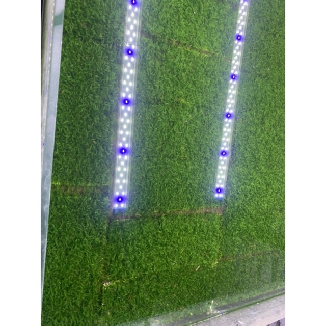 Rêu minitaiwan Trung Quốc vỉ 8x18cm - Cây thuỷ sinh