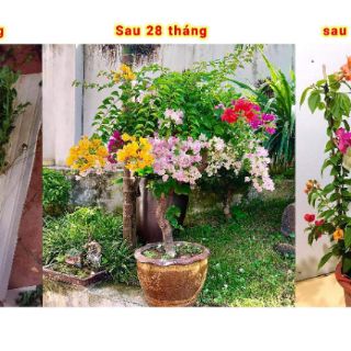 Giống hoa giấy ngũ sac