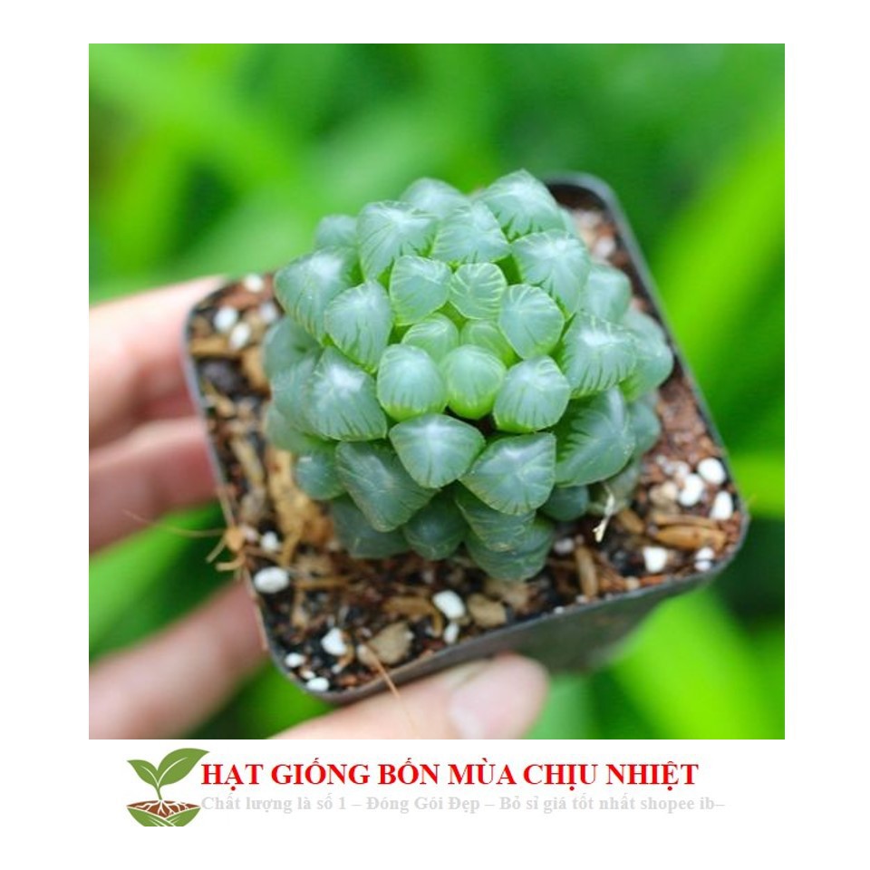 HẠT GIỐNG SEN ĐÁ KIM CƯƠNG - NGƯỢC NẮNG VẪN TỎA SÁNG LUNG LINH 10 HẠT