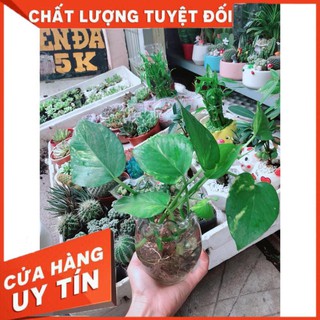 Chậu Trầu Bà Thủy Sinh