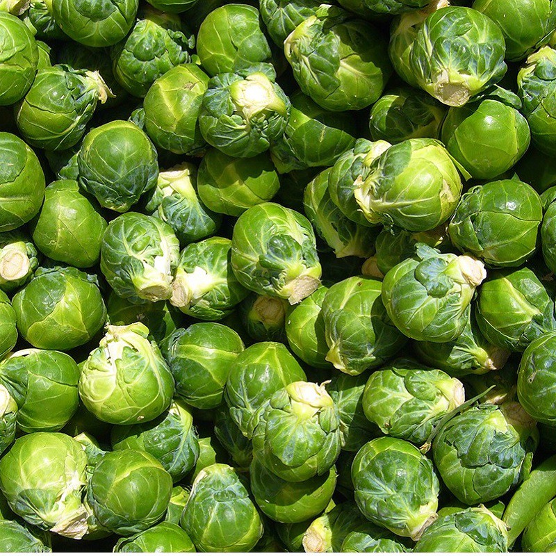 Hạt giống bắp cải tí hon