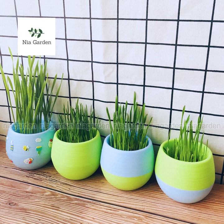 Chậu nhựa trồng sen đá xương rồng cây để bàn mini tròn 2 màu Nia Garden N8