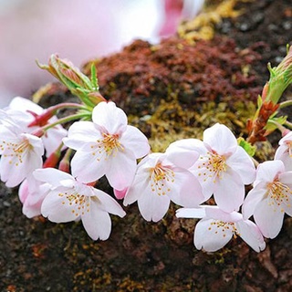 Hạt giống hoa anh đào Nhật  10h