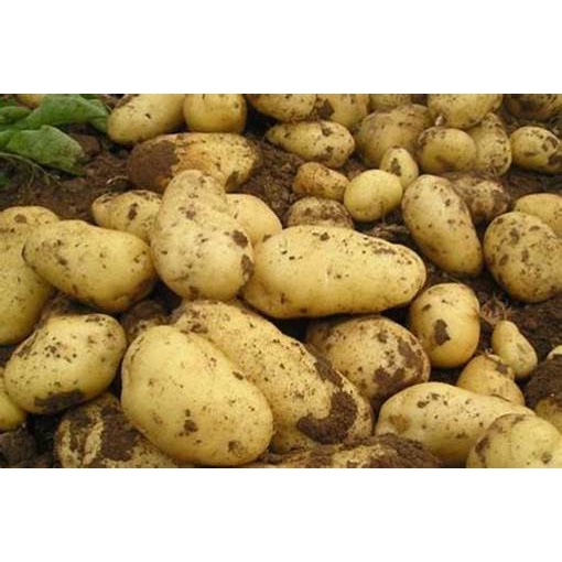 Khoai tây Đà Lạt 1kg - Hàng mới mỗi ngày