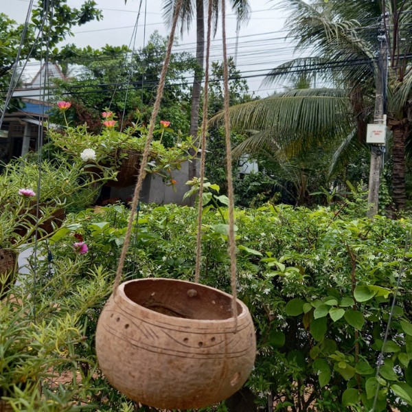 Bộ 10 Chậu gáo dừa trồng lan size lớn