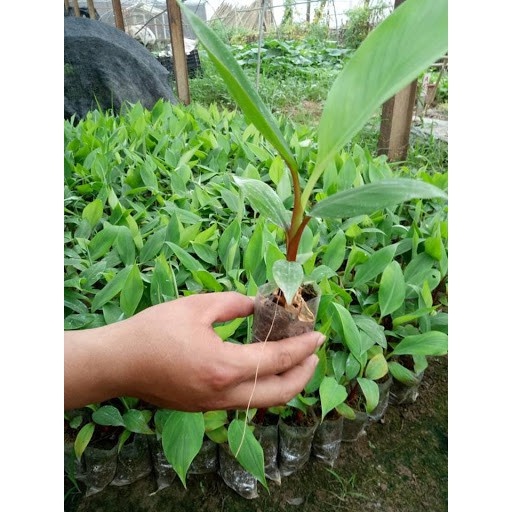 Cây chuối đỏ Dacca - THẾ GIỚI HOA CÂY CẢNH - nuôi cấy mô.