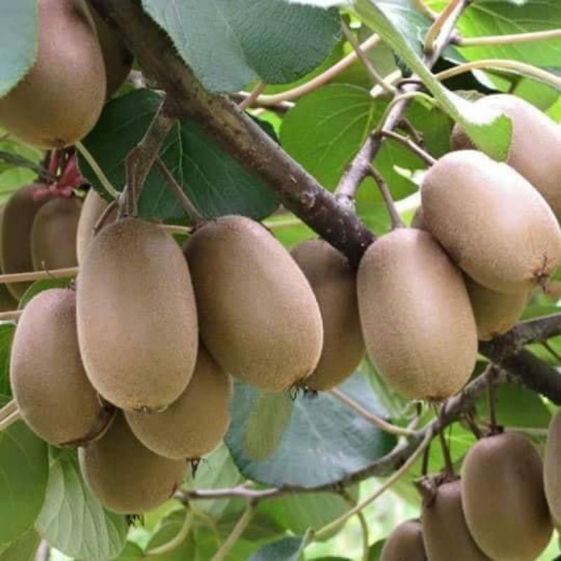 Giống Kiwi nhật trái to ngọt đậm