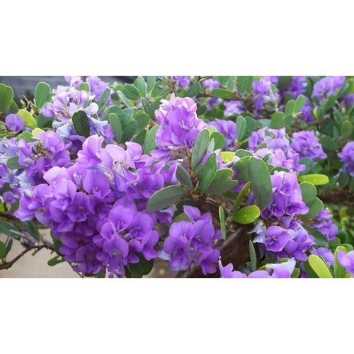 CHẬU CÂY LINH SAM  DÒNG SÔNG HINH LÁ TO- SIÊU BÔNG