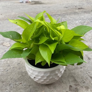 Cây trầu bà tặng chậu sứ - trầu bà thuỷ sinh