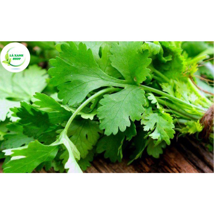 Hạt Giống Ngò Rí Dễ Trồng, Sinh Trưởng và Kháng Bệnh Tốt (gói 20 gr) - Hạt giống Rạng Đông