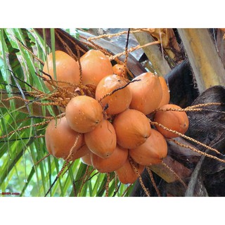 CÂY GIỐNG DỪA XIÊM LÙN ĐỎ BẾN TRE SIÊU QUẢ