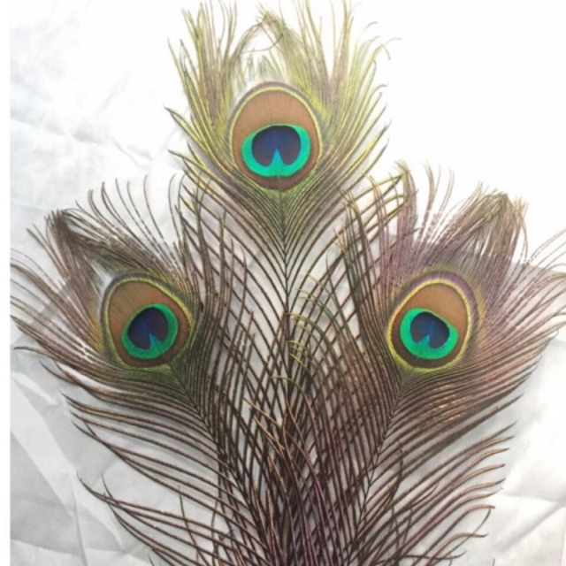 30 lông công loại đẹp 88-100cm mắt to đại