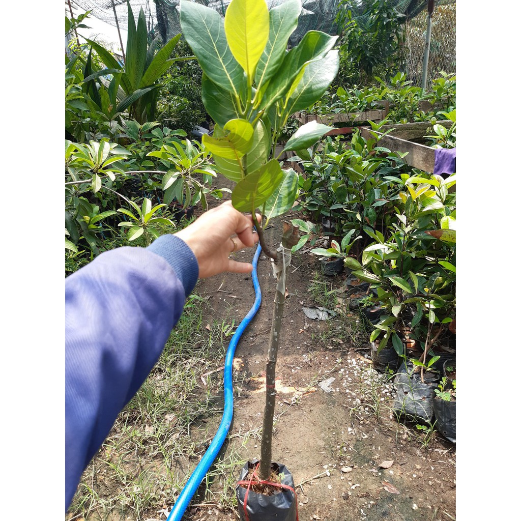 Mít ruột đỏ sơ đỏ