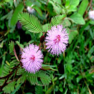 Hạt giống hoa MIMOSA ( cây trinh nữ)- 10 hạt