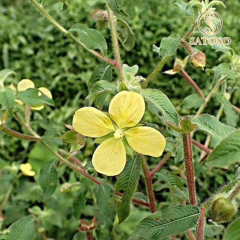 Cây rau mương khô hàng đẹp thượng hạng SATOSO 1kg SA07