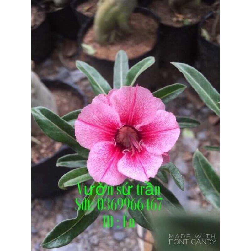 Hoa Sứ Chim Én