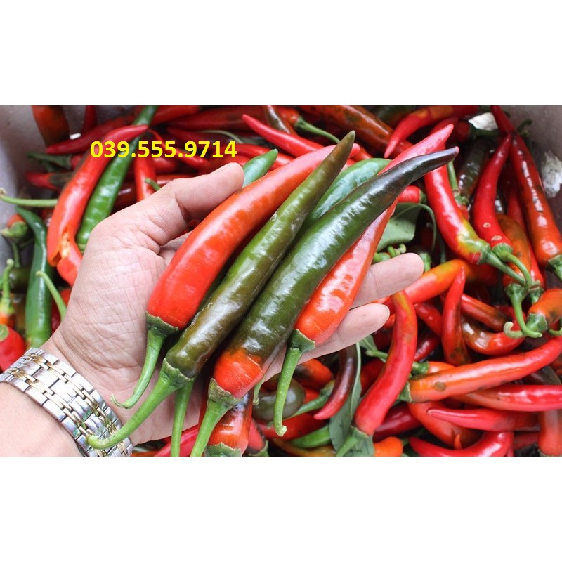 Hạt giống Ớt Hàn Quốc va99999 – 0.5gram, GIỐNG CHUẨN, SIÊU DỄ TRỒNG