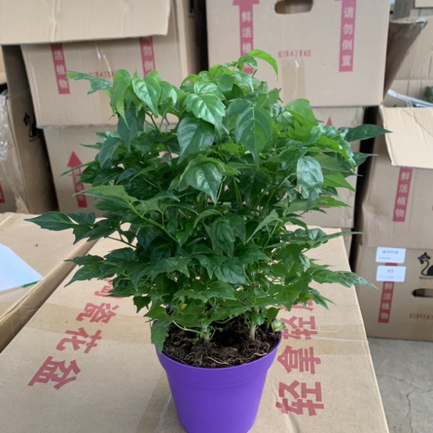 Cây hạnh phúc để bàn cao 25-30cm nhiều cành lá xum xuê và xanh tươi quanh năm, thích hợp trang trí nội thất