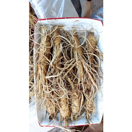 Sâm  Hàn Quốc ,Sâm 6 củ ,Sâm  1,2,34,5,6,7,8,9,10 củ