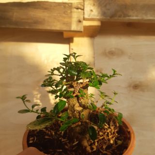 Sam hương mini