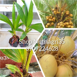 Cây giống Dừa Vàng Tam Quan_Dừa Xiêm Vàng _👍🌴ngon ngọt_vỏ cực mỏng đẹp mắt_👍🌴giống Chợ Lách_Bến Tre