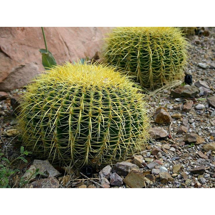 Hạt giống xương rồng kim hổ