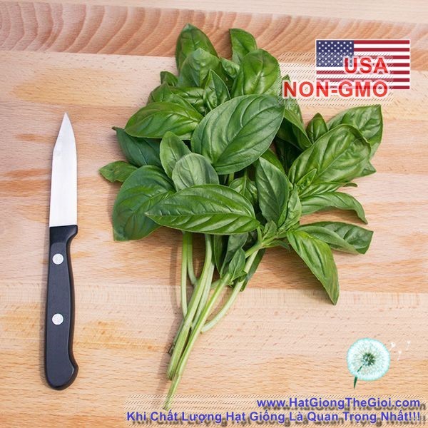5GR 4000.HẠT Hạt Giống Rau Thơm Húng Tây Basil Ý Genovese