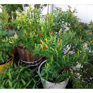Hạt giống Ớt chỉ thiên - Rau củ quả trồng tại vườn, sân thượng, nông trang, ban công