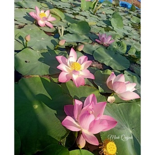 Củ sen Pink Cherry