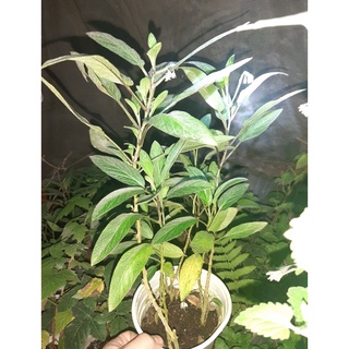 Chậu dưa pepino trưởng thành