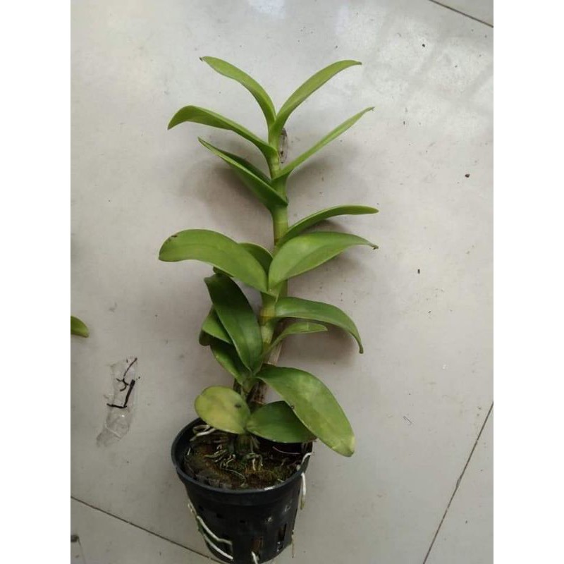 Hoa Lan Dendro vàng lưỡi đỏ cây trưởng thành sắp hoa