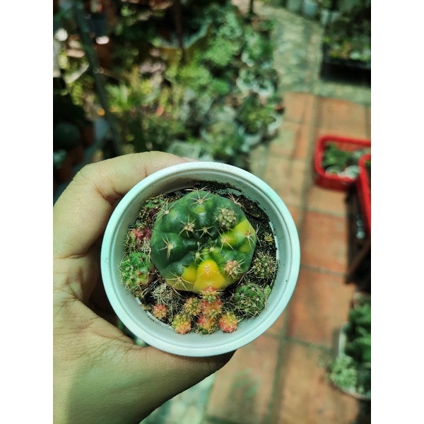 xương rồng damsii lem
