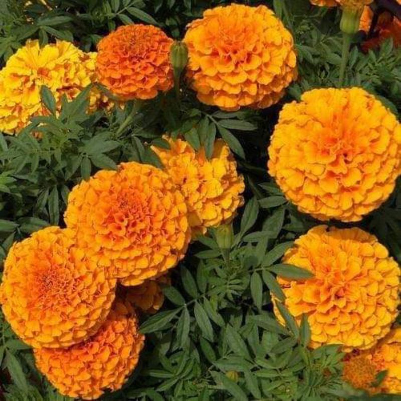 200 hạt giống cúc vạn thọ mỹ