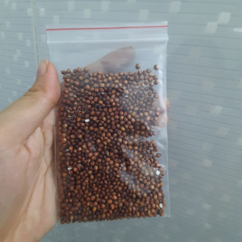 Hạt bobo đỏ cho hamster 100gr