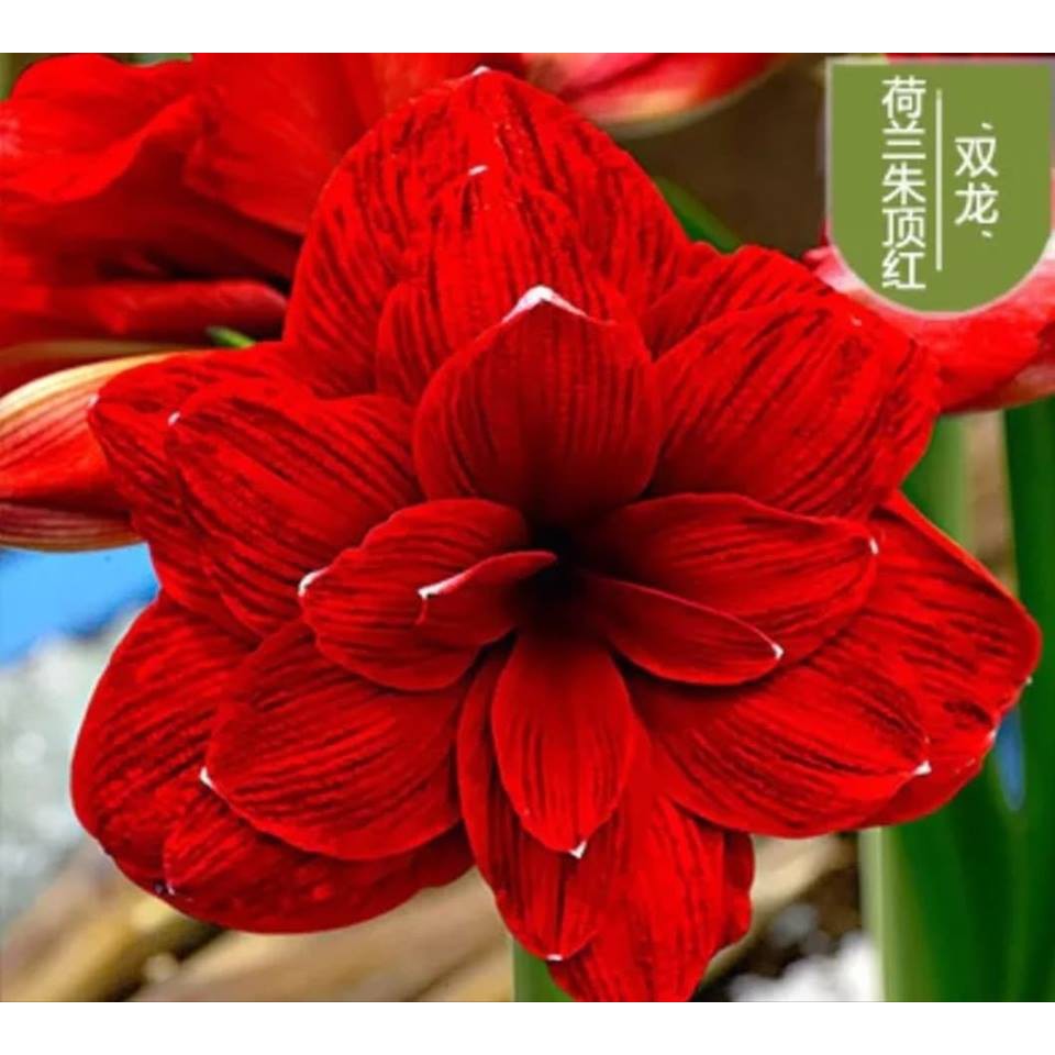 Củ lan huệ dễ trồng