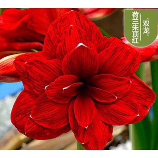 Củ lan huệ dễ trồng