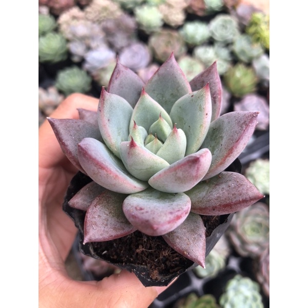 Sen Đá Mận Đỏ Size Bầu 5cm Hư 1 Đổi 1