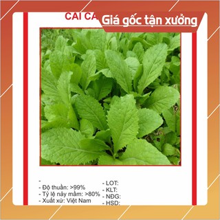 Hạt giống cải canh lá vàng 20gr ~4000 hạt hạt giống