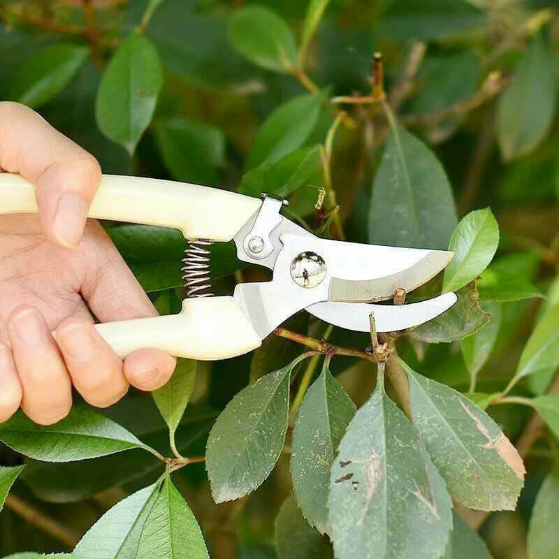 Kéo cắt cành,cắt gà,đóng hàng inox sắc bén