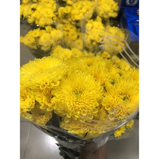 HOA CÚC AT LOẠI 1 LỚN - HOA TƯƠI ĐÀ LẠT -  BÔNG CÚNG RẰM