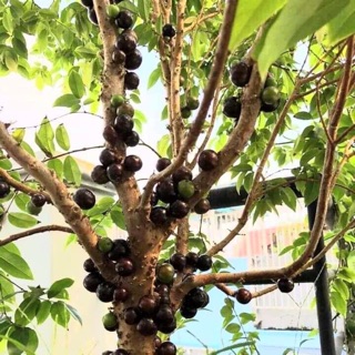 Nho thân gỗ